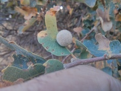 Cynips multipunctata