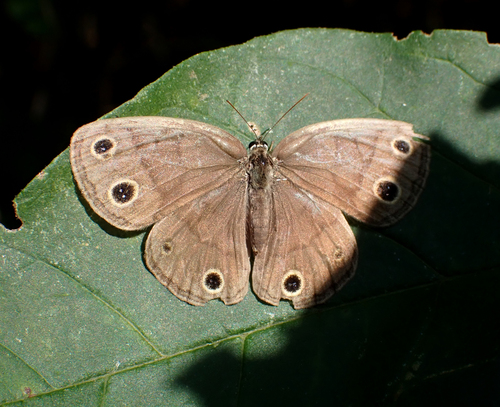 Little Wood Satyr photo 3