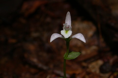 Triphora trianthophoros trianthophoros