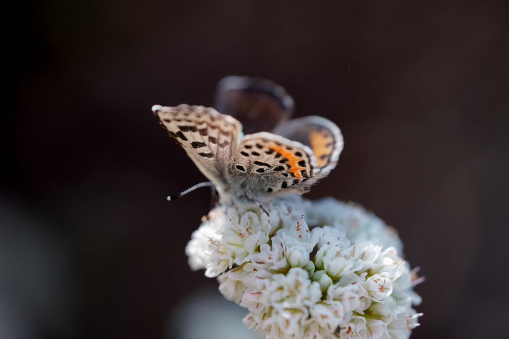 Buckwheat Blue