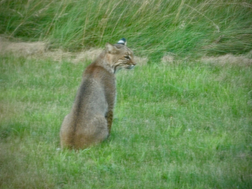 Bobcat photographed in Wisconsin