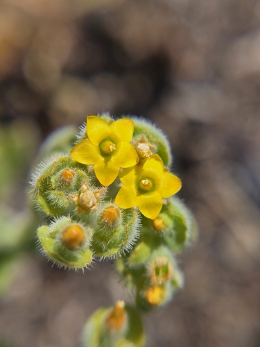 San Luis blazingstar (Mentzelia micrantha)
