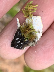 Peltigera elisabethae