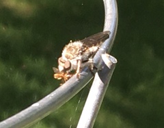 Heteropogon macerinus