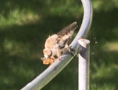 Heteropogon macerinus