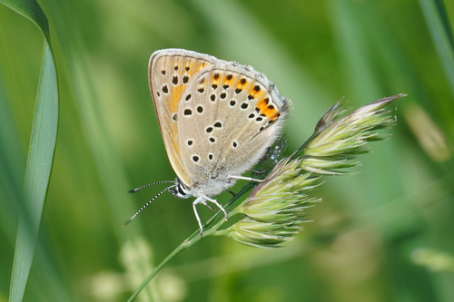Balkan Copper