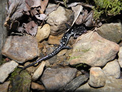 Plethodon fourchensis
