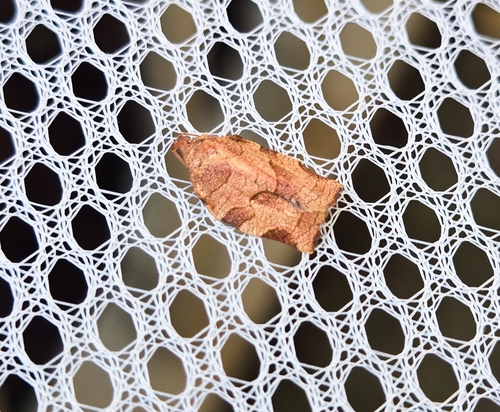 Oblique-banded Leafroller Moth, DuPage County, US-IL, US, photo 9 of 10