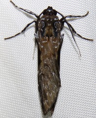 Hyaleucerea gigantea