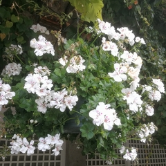 Ciconium