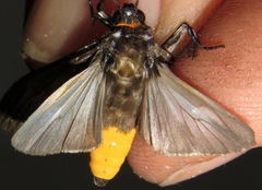 Hyaleucerea gigantea