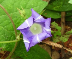 Ipomoea meyeri