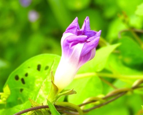 Image of Ipomoea meyeri by (c) Francisco Farriols Sarabia, some rights reserved (CC BY)