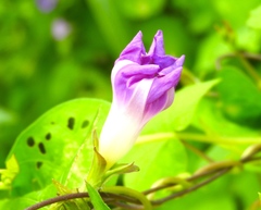 Ipomoea meyeri