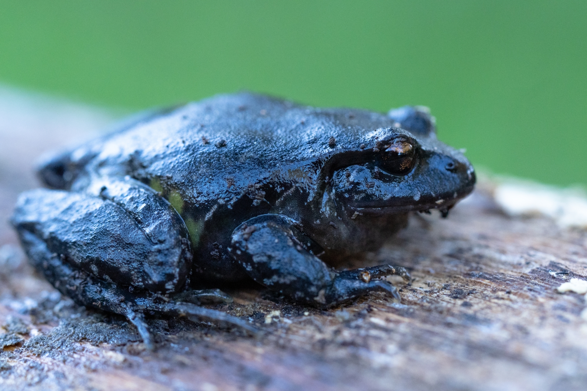 Eupsophus calcaratus (Günther, 1881)