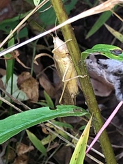 Neoconocephalus exiliscanorus
