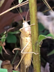 Neoconocephalus exiliscanorus