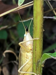 Neoconocephalus exiliscanorus