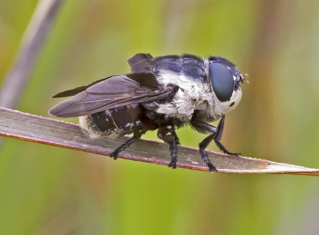 Sheep Bot Fly (NPS National Capital Region True Flies) · iNaturalist