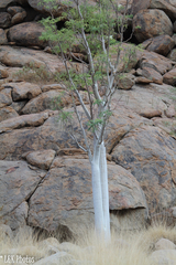 Moringa ovalifolia image