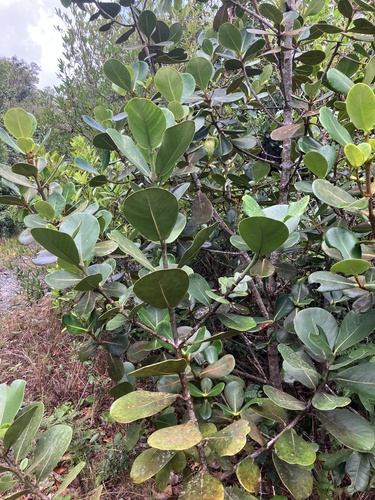 Clusia rosea - Whole tree