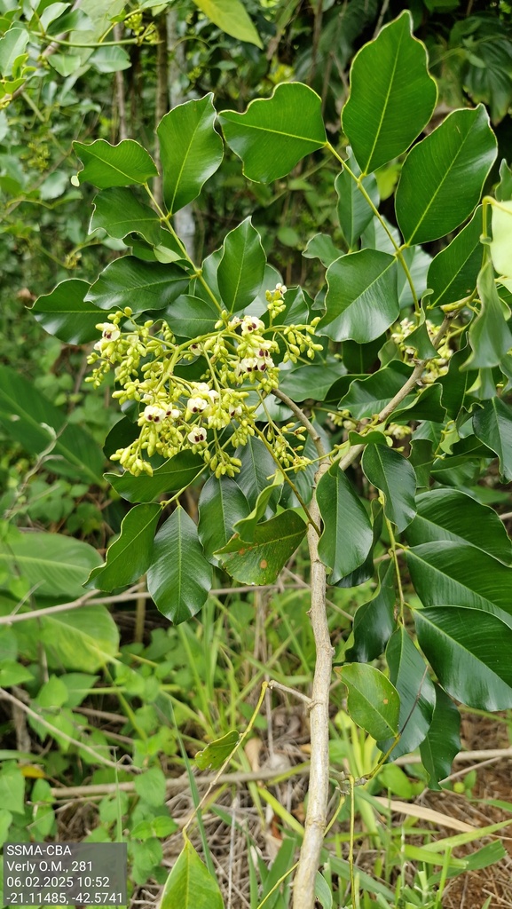 Machaerium declinatum