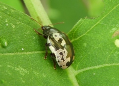 Calligrapha intermedia