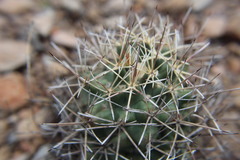 Coryphantha robustispina