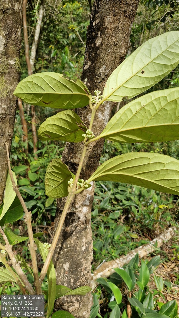 Mollinedia gilgiana
