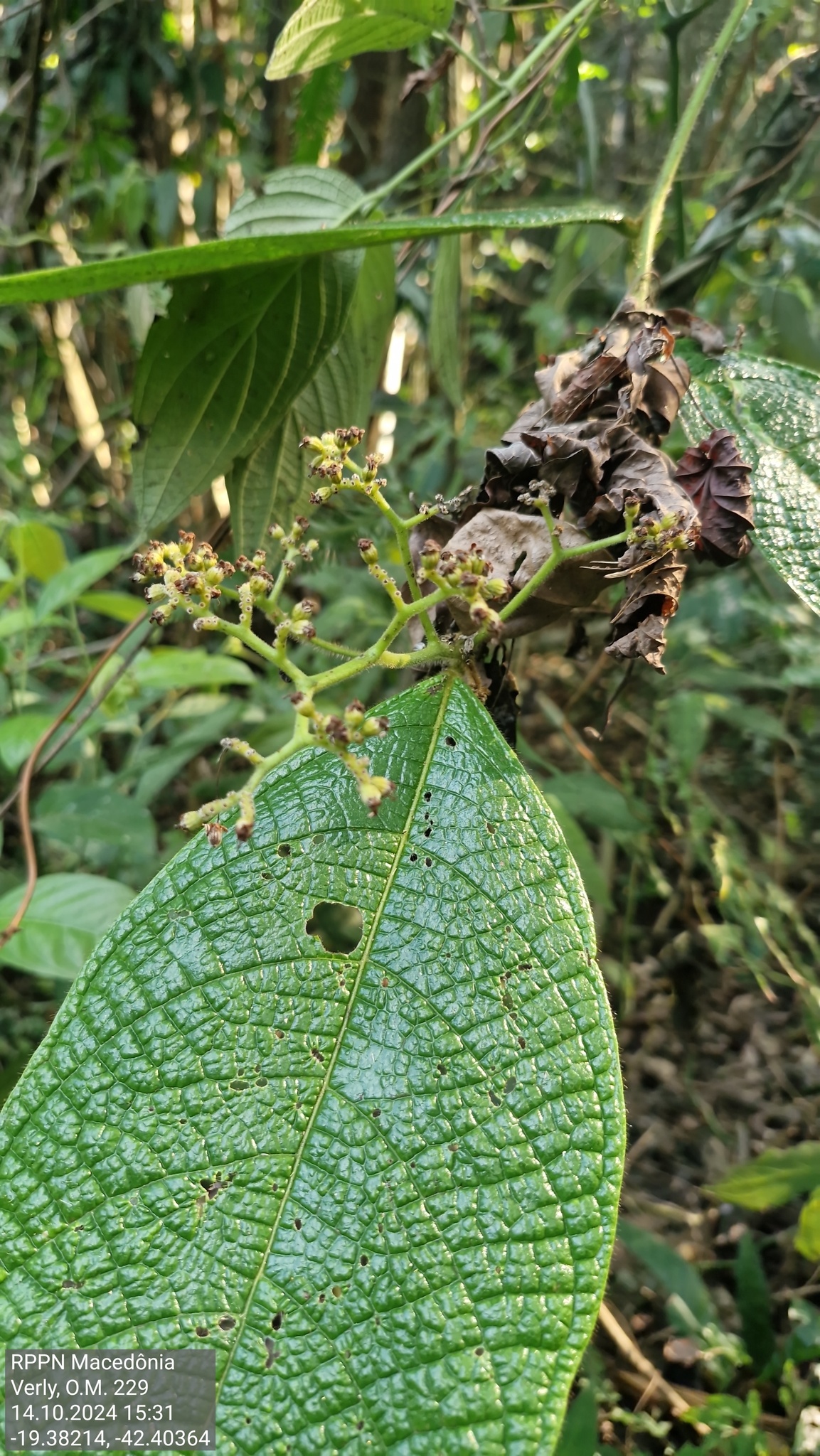 Cordia trichoclada