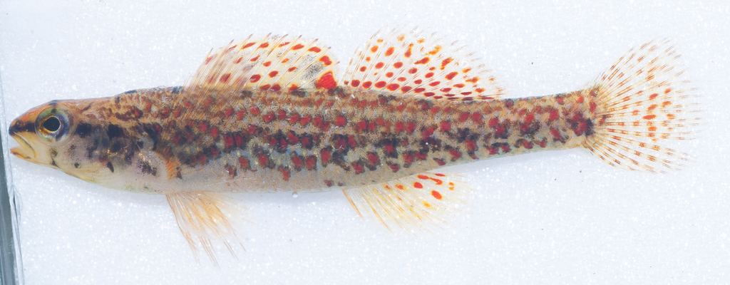 Brown darter (Etheostoma edwini) — Percidae