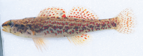 Brown darter (Etheostoma edwini) — Percidae