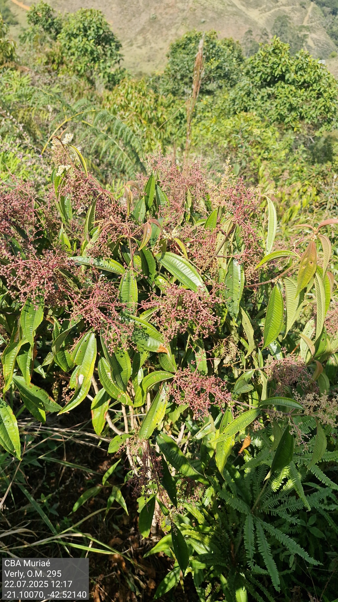Miconia theaezans