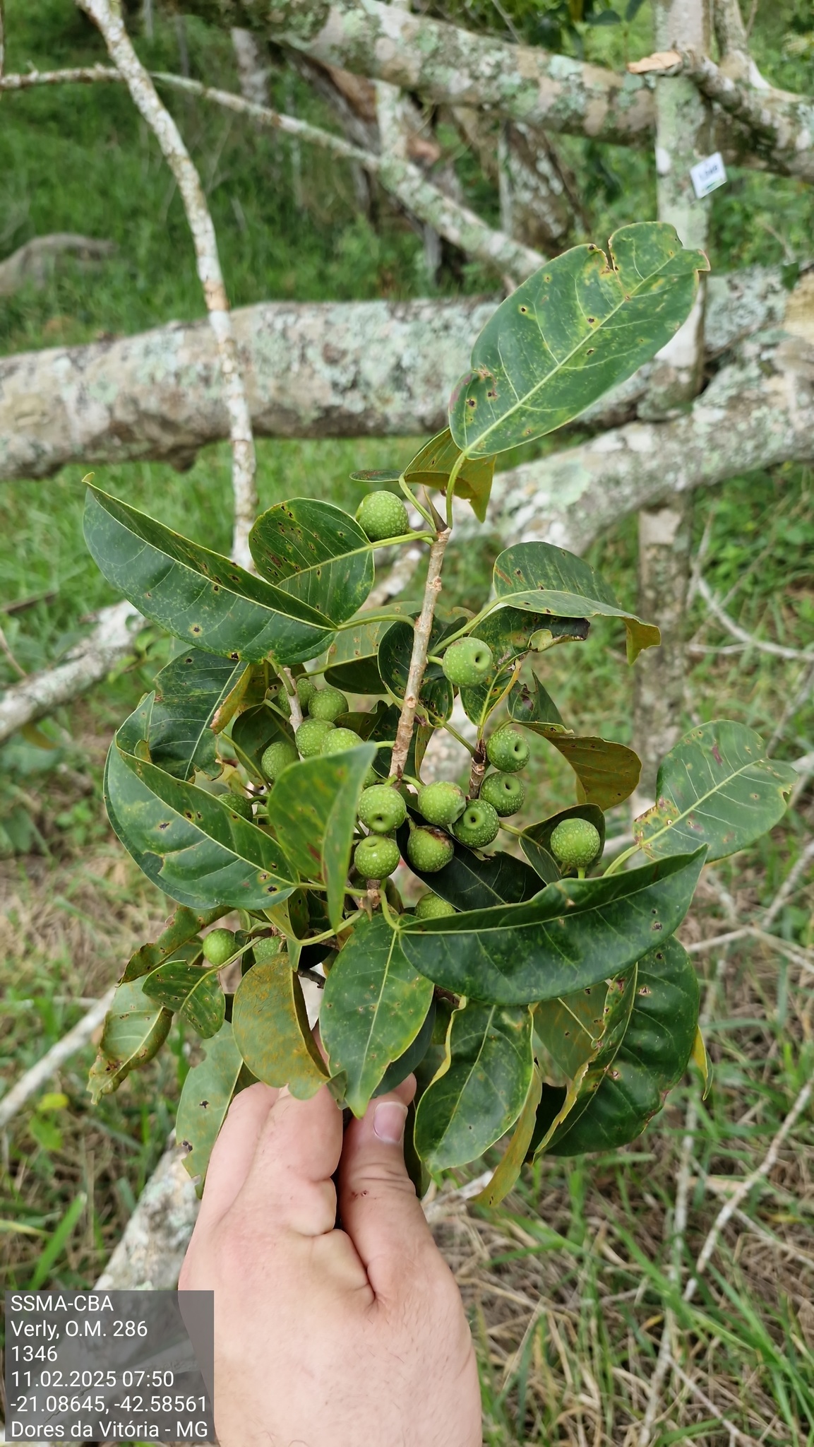 Ficus arpazusa