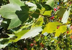 Acer rubrum