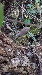 Hairy Long-Nosed Armadillo photo 3