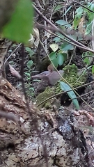 Hairy Long-Nosed Armadillo photo 4