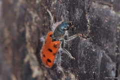 Trichodes octopunctatus