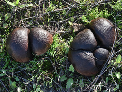 Calvatia fragilis