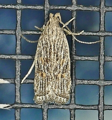 Helcystogramma chambersella