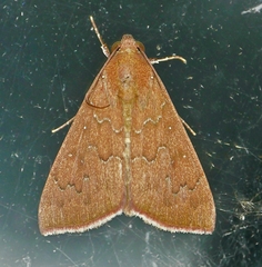 Anomis illita