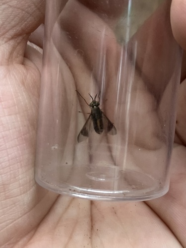 One-striped Deer Fly photo 4