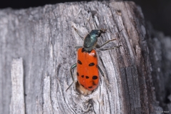 Trichodes octopunctatus