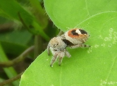 Phidippus pacosauritus