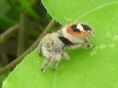 Phidippus pacosauritus