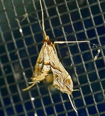 Lineodes fontella