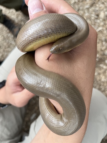 iNaturalist observation photo of Northern Rubber Boa