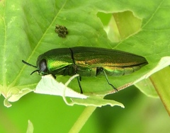 Agaeocera scintillans