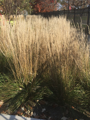 Calamagrostis × acutiflora