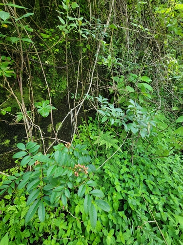 Prickly ash (Zanthoxylum oxyphyllum)